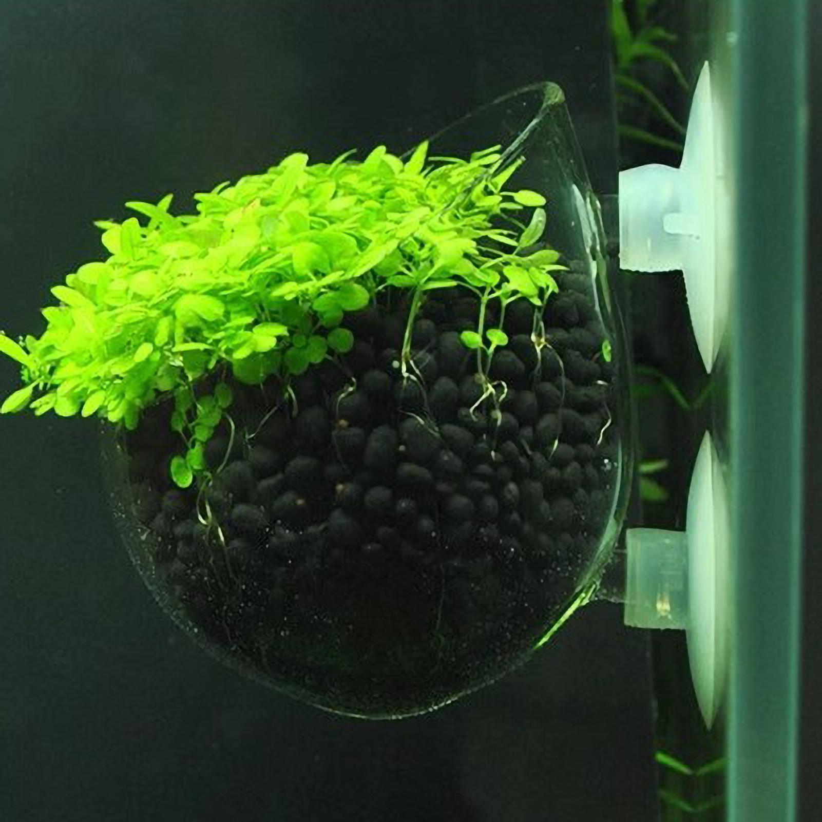 Live Plant Aquarium - Supporto per Piante Acquatiche in Vetro