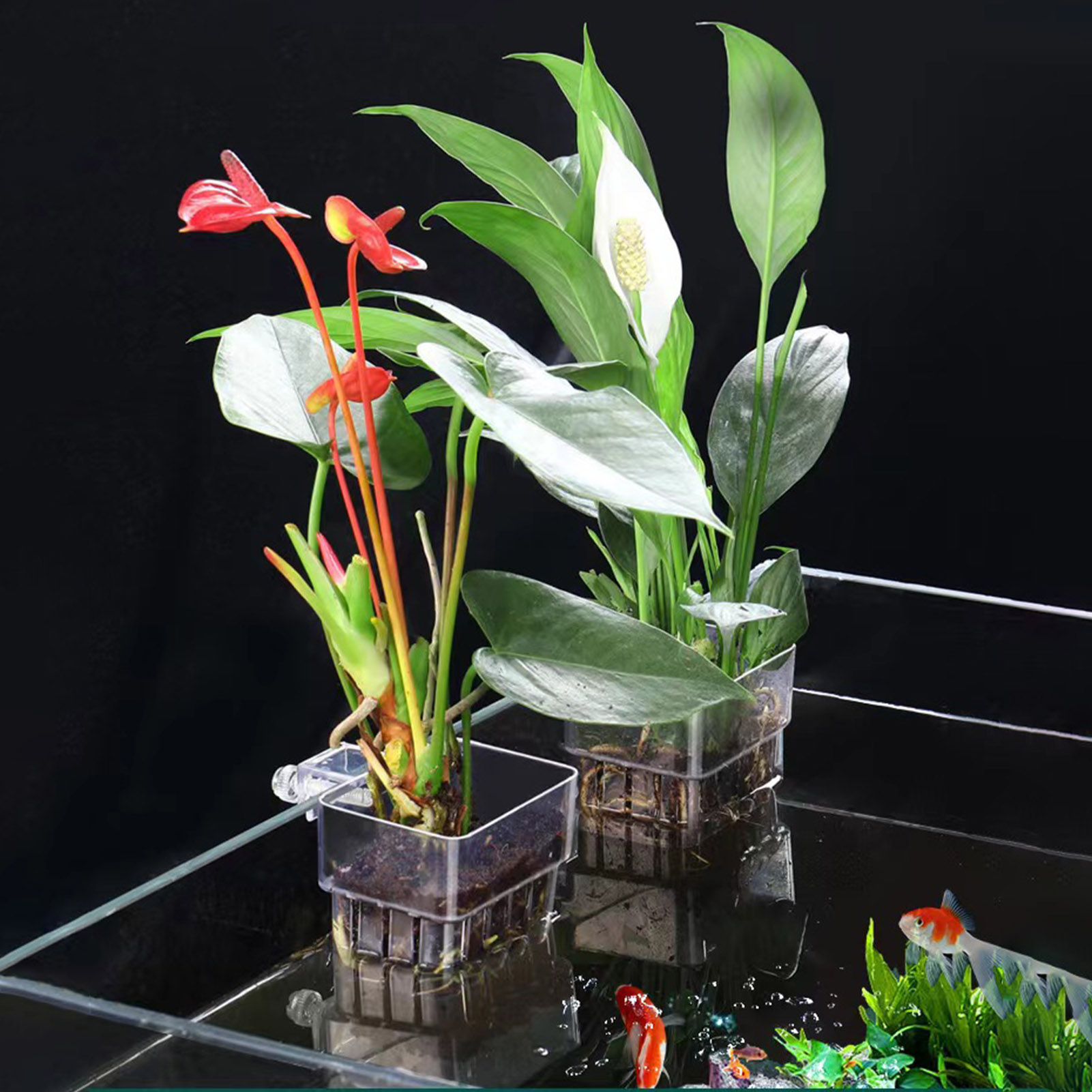 Aquarium Plant Holder - Cestello per Piante Idroponiche in Acrilico