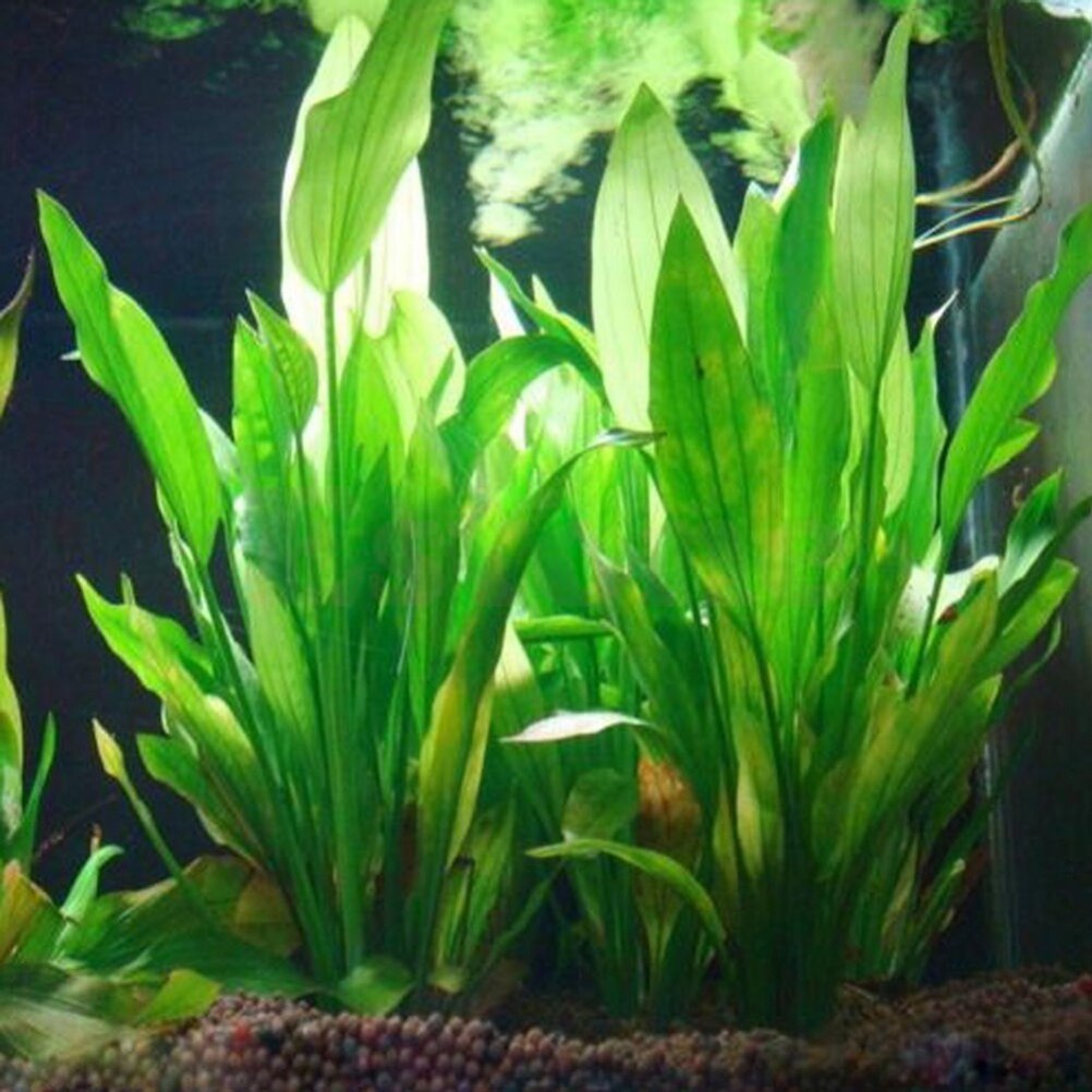 Live Plant Aquarium - 15cm artificiale acquario Decor piante acqua