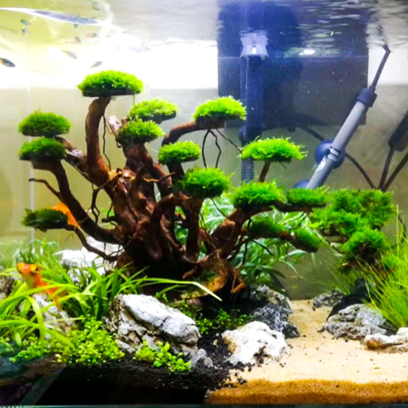 Aquarium Moss - Decorazione per Acquario: Albero di Muschio,