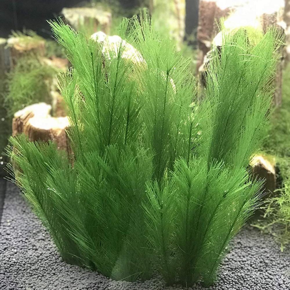 1/3 Pz 28/40 cm Acquario Serba - Live Plant Aquarium recensione e prezzo