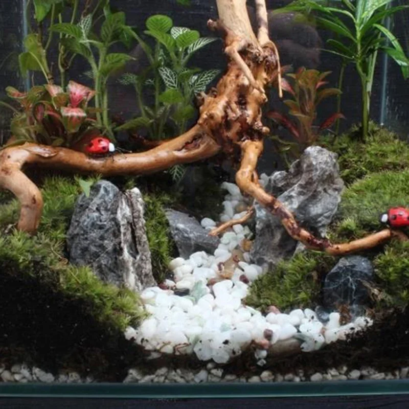 Tronco d'albero naturale Drift - Aquarium Plants Live recensione e prezzo