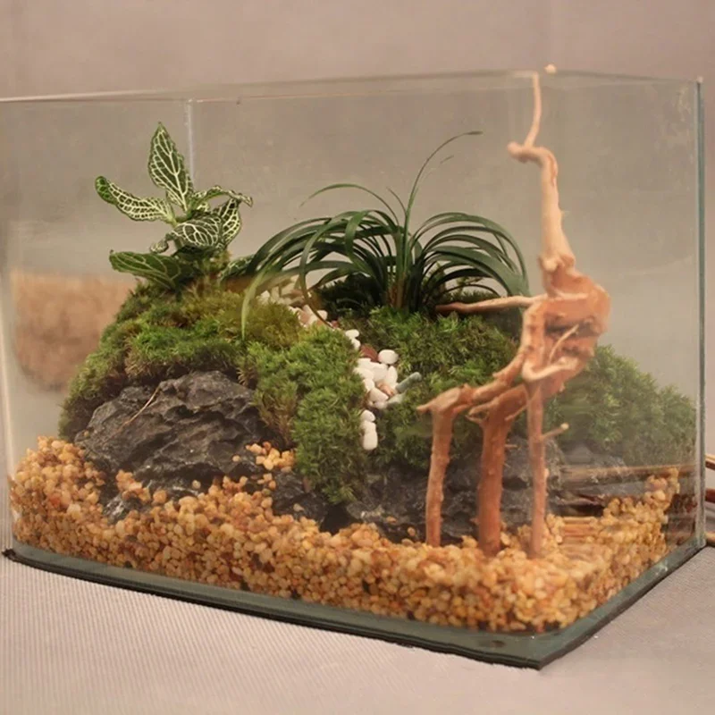 Tronco d'albero naturale Drift - Aquarium Plants Live recensione e prezzo