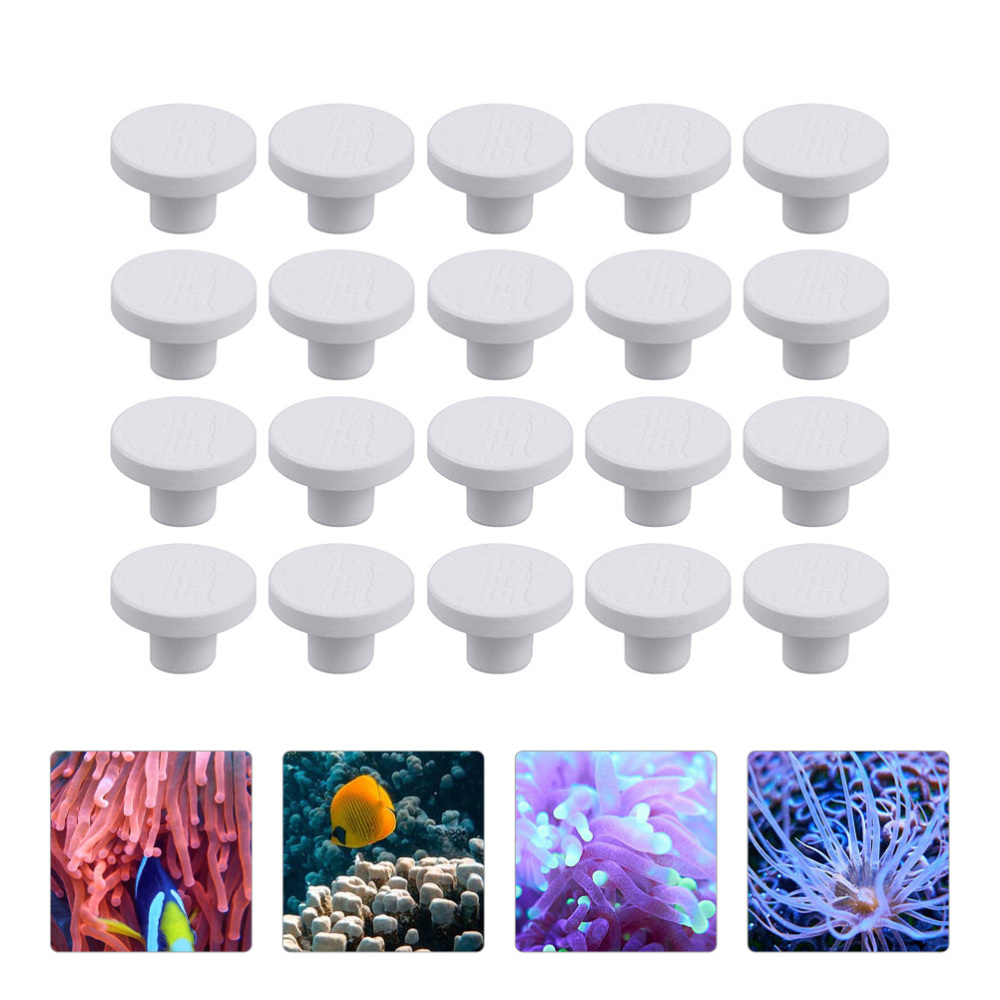 Base per fragole di corallo in - Aquarium Plants Live recensione e prezzo