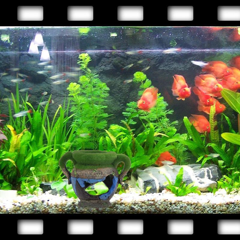 Vaso in resina da 1 pezzo con  - Aquarium Moss recensione e prezzo