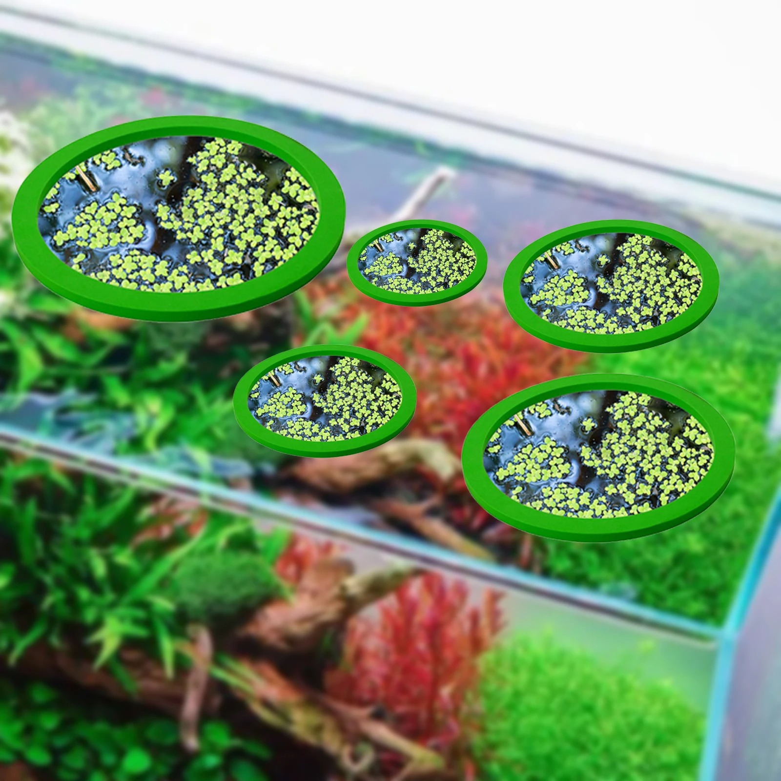 5 pz EVA Anello di Alimentazio - Planted Tank recensione e prezzo