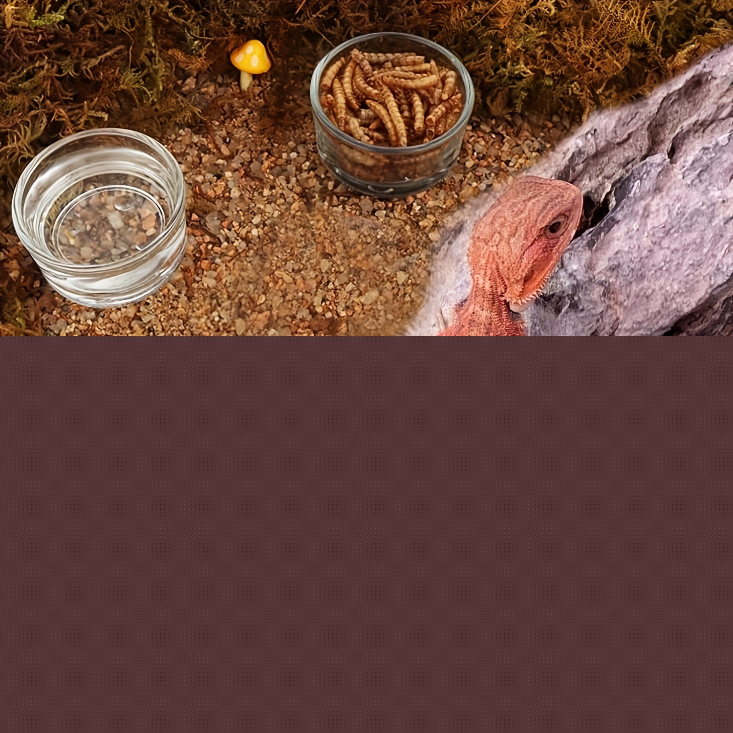Ciotola per Alimentazione in V - Aquarium Fertilizer recensione e prezzo