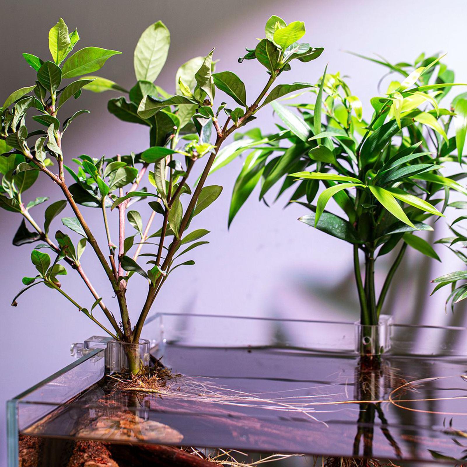 Set di 6 Supporti Trasparenti  - Aquarium Plants Live recensione e prezzo