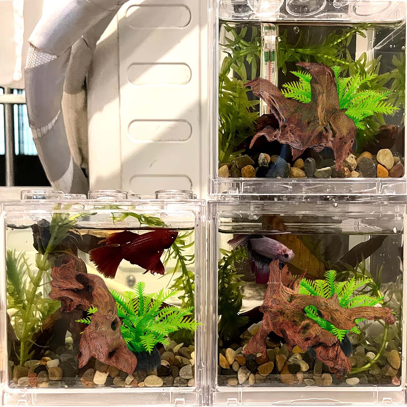Legno Naturale Affondabile da  - Aquarium Driftwood recensione e prezzo