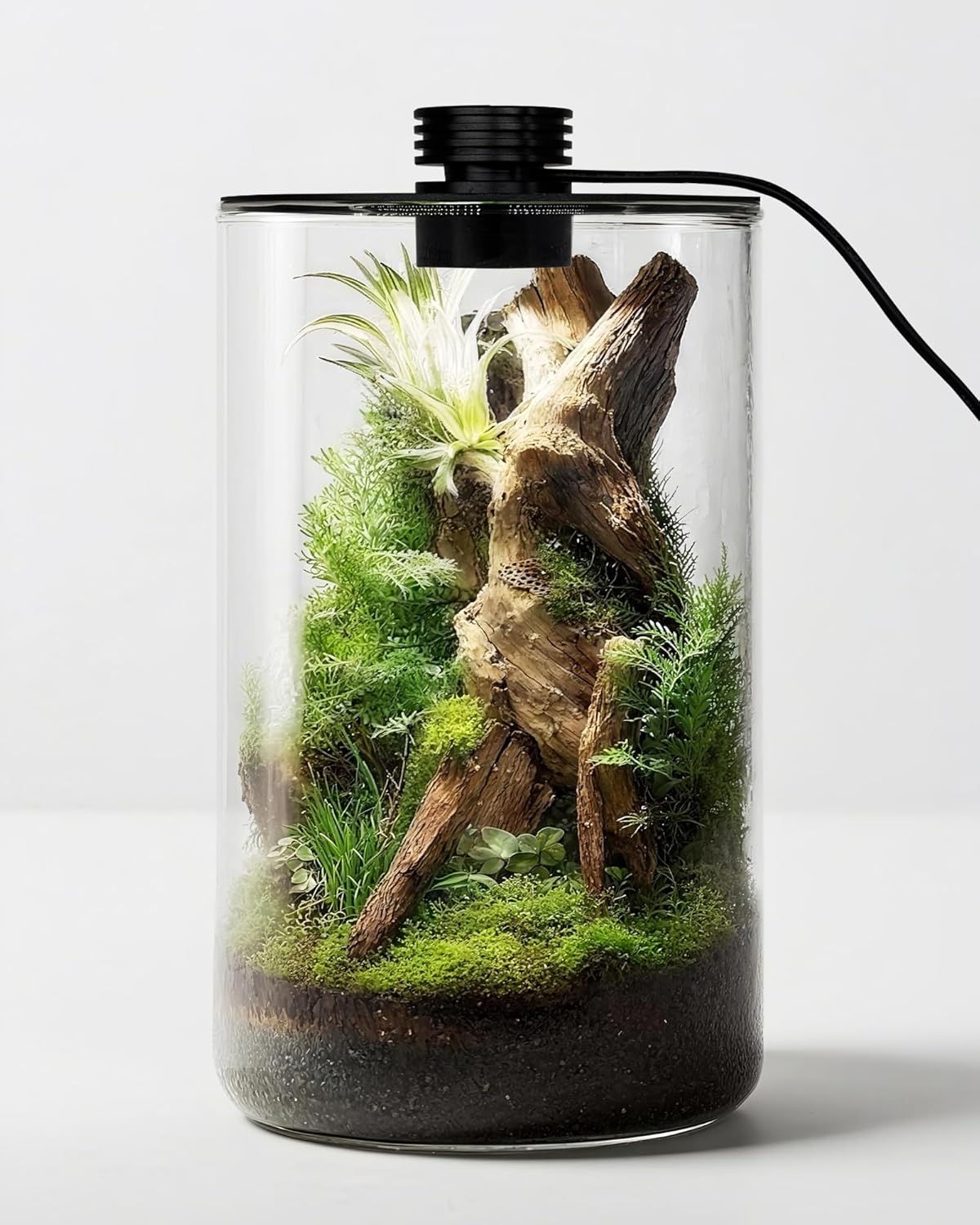 Terrario in vetro da interno c - Planted Tank recensione e prezzo