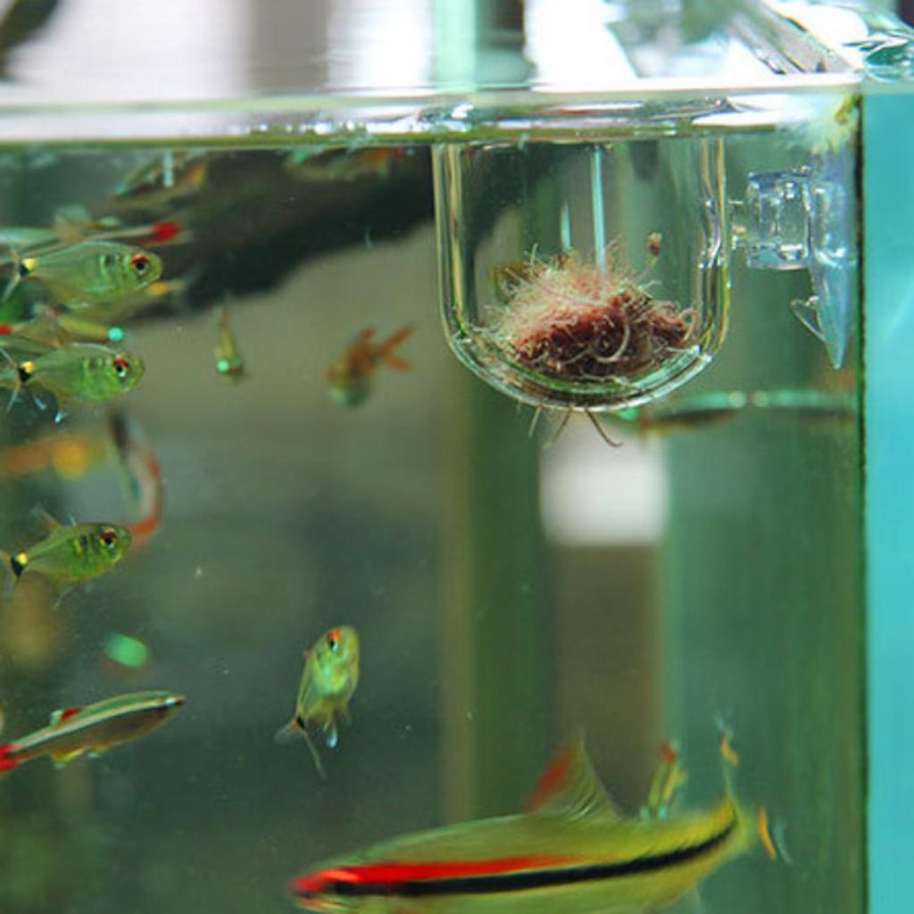 Cestello per Alimentazione Pes - Live Plant Aquarium recensione e prezzo